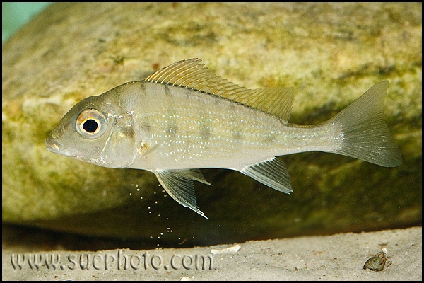 Tylochromis polylepis